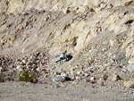 Grupo Mineralógico de Alicante. Cantera de Áridos de Holcin, Busot. Alicante