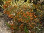 Grupo Mineralógico de Alicante. Cantera de Áridos Barranc de Cabiafic. Aigues de Busot. Alicante