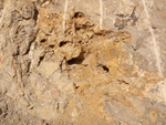 Grupo Mineralógico de Alicante. Cantera de Áridos Barranc de Cabiafic. Aigues de Busot. Alicante