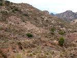 Grupo Mineralógico de Alicante. Afloramiento de Magnesitas. Camino de la Salmuera - Albatera - Hondón de los Frailes - Vega Baja - Alicante