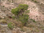 Grupo Mineralógico de Alicante. Afloramiento de Magnesitas. Camino de la Salmuera - Albatera - Hondón de los Frailes - Vega Baja - Alicante