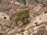 Grupo Mineralógico de Alicante. Afloramiento de Magnesitas. Camino de la Salmuera - Albatera - Hondón de los Frailes - Vega Baja - Alicante