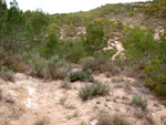 Grupo Mineralógico de Alicante. Paraje Barranco de Ojos. Aspe.  Alicante