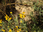 Grupo Mineralógico de Alicante. Cantera de Áridos de Holcin. Busot. Alicante