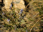 Grupo Mineralógico de Alicante. Cantera de Áridos de Holcin. Busot. Alicante