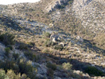 Grupo Mineralógico de Alicante.  Afloramiento de Dolomitas. Camino de la Salmuera. ALbatera - Alicante 