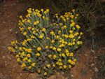 Grupo Mineralógico de Alicante. Llomes de Terol. Moralet - Alicante