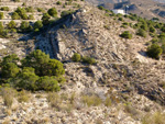 Grupo Mineralógico de Alicante.  Llomes de Terol. Moralet - Alicante 