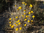 Grupo Mineralógico de Alicante. Llomes de Terol. Moralet - Alicante