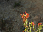 Grupo Mineralógico de Alicante. Llomes de Terol. Moralet - Alicante