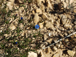 Grupo Mineralógico de Alicante. Llomes de Terol. Moralet - Alicante