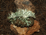 Barranco de la Escarabehuela, Enguídanos, Cuenca