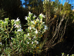 Barranco de la Escarabehuela, Enguídanos, Cuenca 