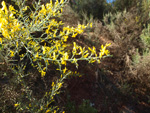 Barranco de la Escarabehuela, Enguídanos, Cuenca 