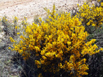 Barranco de la Escarabehuela, Enguídanos, Cuenca