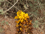 Cantera de arcillas el Chicano. Macisvenda. Murcia