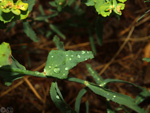 Canteras de Arcilla. Raco de Fava. Tibi. Alicante