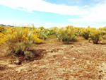 Cerro de la Oliva. Arroyo de los Migueles, Rivas Vaciamadrid Madrid 