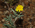 Grupo Mineralógico de Alicante. Cantera de Áridos de Holcin. Busot. Alicante