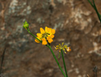 Grupo Mineralógico de Alicante. Cantera de Áridos de Holcin. Busot. Alicante