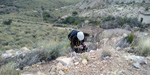 Grupo Mineralógico de Alicante.  Cantera de Áridos de Holcin. Busot. Alicante 