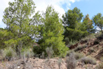 Grupo Mineralógico de Alicante. Rambla en Diapiro de Pinoso. Alicante