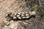 Grupo Mineralógico de Alicante.Cantera de Áridos el Canton. Abanilla. Murcia