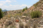 Grupo Mineralógico de Alicante.Cantera de Áridos el Canton. Abanilla. Murcia