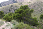 Grupo Mineralógico de Alicante.Cantera de Áridos el Canton. Abanilla. Murcia