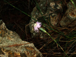 Grupo Mineralógico de Alicante. Cantera Barranco de la Mola. Sierra de Olta, Calpe. Alicante