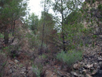 Grupo Mineralógico de Alicante. Cantera Barranco de la Mola. Sierra de Olta, Calpe. Alicante