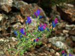 Grupo Mineralógico de Alicante. Cantera Barranco de la Mola. Sierra de Olta, Calpe. Alicante