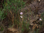 Grupo Mineralógico de Alicante. Cantera Barranco de la Mola. Sierra de Olta, Calpe. Alicante