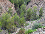 Grupo Mineralógico de Alicante. Cantera Barranco de la Mola. Sierra de Olta, Calpe. Alicante