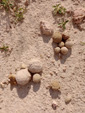 Grupo Mineralógico de Alicante.  Cantera Eficacia. Yacimiento de calcita de Arcones. Segovia 