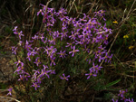 GMA. Cantera de Áridos de Holcin. Busot. Alicante