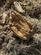 Barranco de la Tejera, Loma de la Cuna, Montalbán, Comarca Cuencas Mineras, Teruel