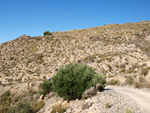   Doleritas de los Vives. Los Vives. Orihuela. Alicante