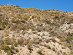   Doleritas de los Vives. Los Vives. Orihuela. Alicante