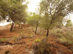   Concesión La Cena del Deposito. Cerro Minado. Cuesta Alta. Huercal Overa. Almería