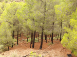 Concesión La Cena del Deposito. Cerro Minado. Cuesta Alta. Huercal Overa. Almería