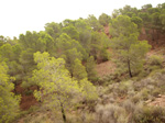 Concesión La Cena del Deposito. Cerro Minado. Cuesta Alta. Huercal Overa. Almería