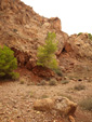   Concesión La Cena del Deposito. Cerro Minado. Cuesta Alta. Huercal Overa. Almería