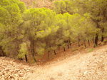   Concesión La Cena del Deposito. Cerro Minado. Cuesta Alta. Huercal Overa. Almería