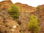   Concesión La Cena del Deposito. Cerro Minado. Cuesta Alta. Huercal Overa. Almería