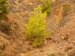   Concesión La Cena del Deposito. Cerro Minado. Cuesta Alta. Huercal Overa. Almería