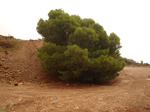   Concesión La Cena del Deposito. Cerro Minado. Cuesta Alta. Huercal Overa. Almería