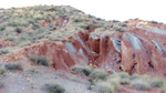 Trias de Loma Bada. Petrer. Alicante