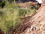 Cantera el Moresno. La Alcoraia. Alicante