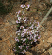 Cantera de Áridos Sodira. Busot. Alicante